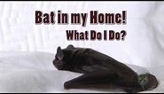 How to Remove a Bat from your Home