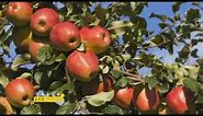 Apple Farming In Kenya - Part 1 Fresh and Fruity
