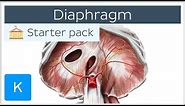 Diaphragm - Definition, Function, Muscle & Anatomy | Kenhub