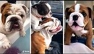 Cutest and Funniest BULLDOGS Compilation 🥰