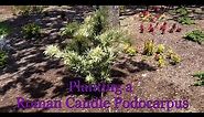 How To Plant A Shrub In North Texas Featuring A Roman Candle Podocarpus