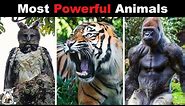 10 Strongest Animals in The World
