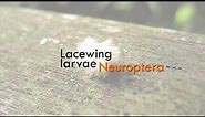 CRAZY BEAUTIFUL NATURE: Lacewing larvae (Neuroptera)