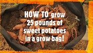 HOW TO Grow Sweet Potatoes in Bags