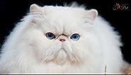 Fluffy Cat Breeds That Will Melt Your Heart!