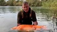 Angler catches world's largest goldfish named 'the Carrot' – video