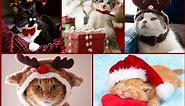 Christmas Cats and Kittens - Meowy Christmas Greeting Video