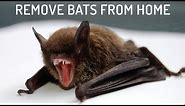 9 Easiest Ways to Get Rid of Bats