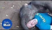 Baby elephant 'kisses' jubilant man with its mouth around his face - Daily Mail