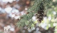 Douglas Fir: Key Facts — Forest Wildlife