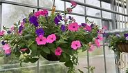 Happy Monday 🌸🌺 No matter the weather outside, it’s always lovely in here! Stop in and get some ideas, we love it when people stop in for a stroll 😁 Here’s a peek at some Petunia baskets. Petunias pack a lot of flower power & can take full sun! We can help you find the right basket for your spot & give some quick care tips so they last all summer! Come in and take a look & get some ideas we’re here until 6 👉211 West Main Street Elbridge NY | Anthony DeMarco and Sons Companies