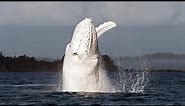 15 Incredible WHALE Species That Actually Exist