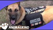 Watch service dog calm war vet's PTSD reaction