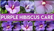 Purple Hibiscus Repotting/How To Grow & Care Purple Hibiscus 🌱🌱