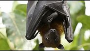 Fruit Bats the flying foxes