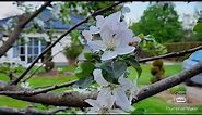 Fuji Apple tree flowering in the garden