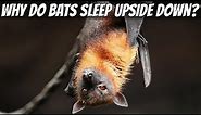Why Do Bats Sleep Upside Down?