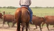 King Ranch's Quarter Horse Legacy