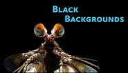 Black Backgrounds for Underwater Macro