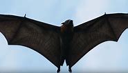 100,000 giant bats have invaded a town in Australia and caused a state of emergency