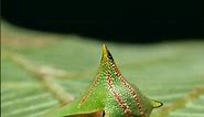 Umbonia Spinosa - The Fascinating Thorn Bug