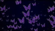 4K HD Butterfly Screensaver