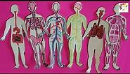 Human organ Systems |human body and organ system | Organ system of the body| Science Project model