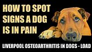 LIVERPOOL OSTEOARTHRITIS IN DOGS (LOAD) — VETLESSONS
