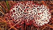 The Bleeding Tooth Fungus; It's Like Something From A Horror Movie