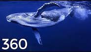 VR 360 Diving 🐟 Whale, Jellyfish & Turtles