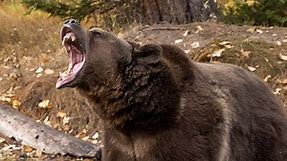 Grizzly bear filmed brutally mauling black bear in rare footage