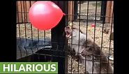 Cute otter plays with balloon at the zoo