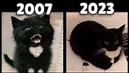 evolution of Maxwell the Cat