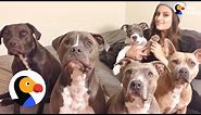 Pitbulls Being Cute: Family Can't Stop Fostering Pit Bulls | The Dodo