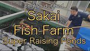 [Sakai Fish Farm Super Raising Pond] Super Koi Talk 1-1-English dubbed