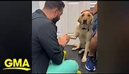 Video of injured dog learning to trust vet goes viral l GMA