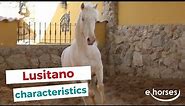 Lusitano horse | characteristics, origin & disciplines
