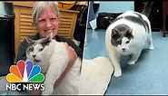 40-pound cat named Patches finds new fur-ever home
