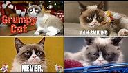 The Best World's Grumpiest Cat Tardar Sauce Funny Commercials Ever and Never