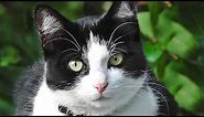 Very Cute Kitten : Cat for Cats to Watch