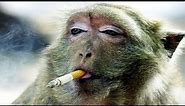 Funny Monkeys Videos - Funniest Monkey Will Make You Laugh Hard Compilation