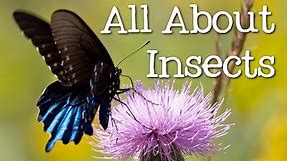 All About Insects for Children: Bees, Butterflies, Ladybugs, Ants and Flies for Kids - FreeSchool