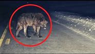 4 Scary Wolf Encounters That Will Make You Feel Uneasy