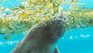 Manatee poop considered 'good sign' as feeding program continues