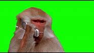 Monkey Making a Phone Call Meme Green Screen