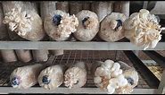 Tips on HOW TO TAKE CARE OF YOUR OYTER MUSHROOM FRUITING BAGS by Jay Can