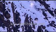 Rare footage - Snow Leopard drags Blue Sheep, falls off cliff, chasing it in Himachal mountains