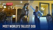 Meet Zeus - the world's tallest dog - who may be on track to break a new record