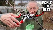 This Method of Pruning Trees will Simplify Everything!
