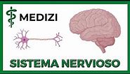 Sistema Nervioso (Fácil) - Generalidades (NEURONA, NEUROGLIA, SINAPSIS)